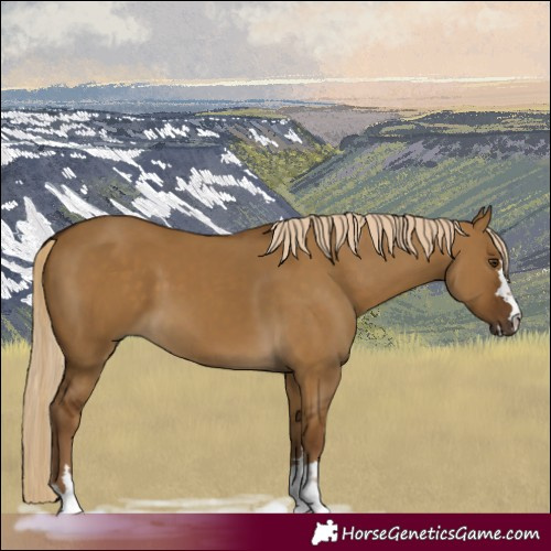Horse Color:Chocolate Palomino Dun 