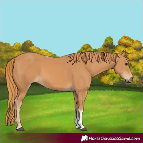 Horse Color:Chestnut Tobiano Rabicano
