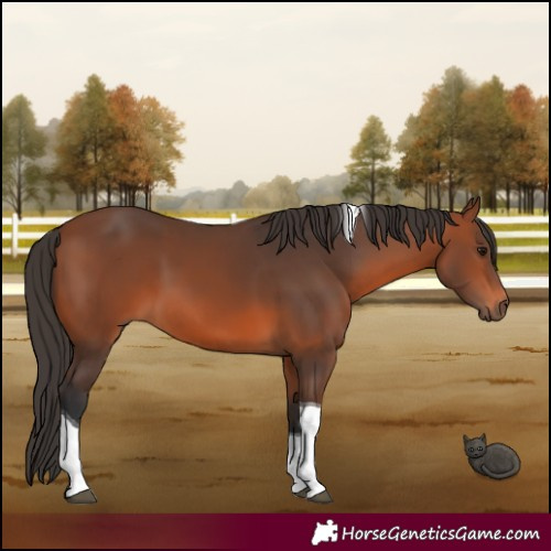 Horse Color:Bay Tobiano 
