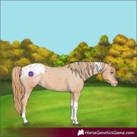 Horse Color:Chestnut Tobiano Blanket 