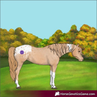 Horse Color:Chestnut Tobiano Appaloosa 