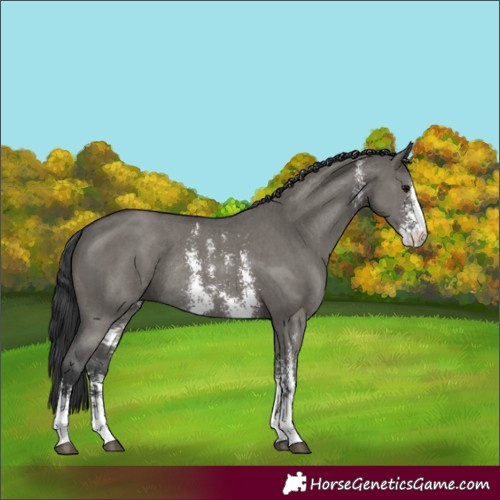 Horse Color:Grullo Sabino Rabicano