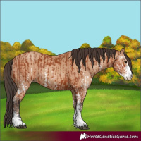 Horse Color:Bay Sabino  and Amber Champagne Sabino 