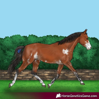 Horse Color:Bay Sabino  and Bay Sabino 