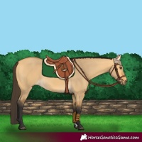 Horse Color:Buckskin Dun Rabicano 