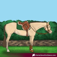 Horse Color:Amber Cream Champagne Dun Rabicano 