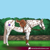Horse Color:Chestnut Splash Leopard 