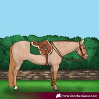 Horse Color:Red Roan 