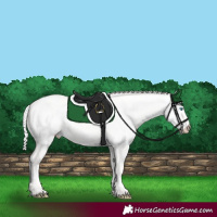 Horse Color:Silver Perlino Dun 