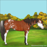 Horse Color:Bay Sabino  and Bay Sabino Appaloosa 