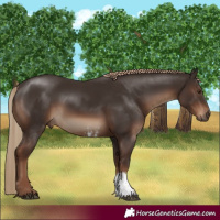 Horse Color:Liver Chestnut Sabino