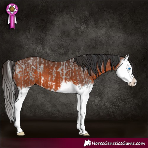 Horse Color:Blue Roan Splash and Bay Splash