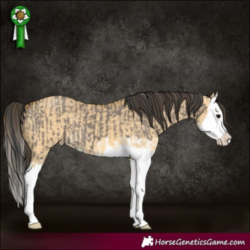 Horse Color:Grullo Splash and Buckskin Dun Splash