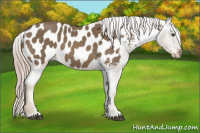 Horse Color:Chocolate Palomino Sabino Blanket 