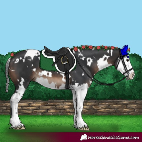 Horse Color:White Spotted Brown Splash 