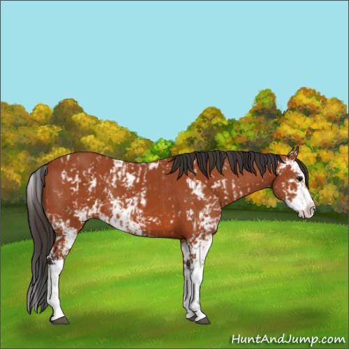 Horse Color:Bay Sabino and Bay Sabino Splash