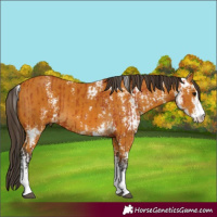 Horse Color:Bay Sabino and Buckskin Sabino