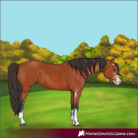 Horse Color:Bay Sabino  and Bay 