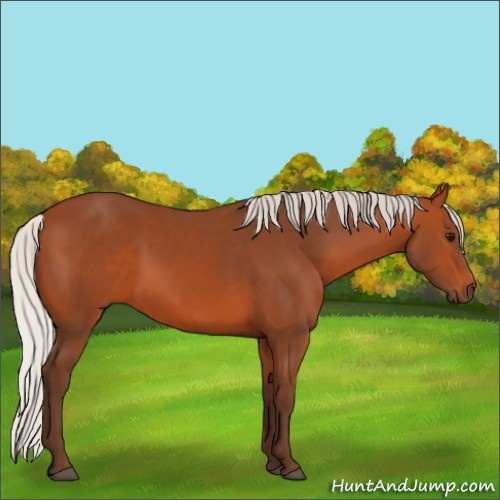 Horse Color:Silver Bay 