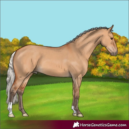 Horse Color:Silver Bay Dun 