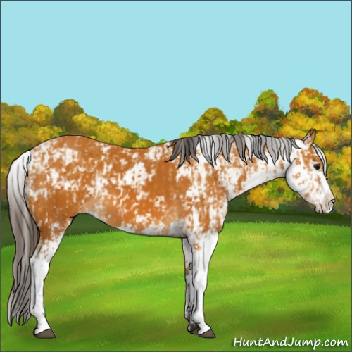 Horse Color:Buckskin Sabino  and Buckskin Sabino 