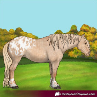 Horse Color:Red Dun Appaloosa  and Red Dun Appaloosa 