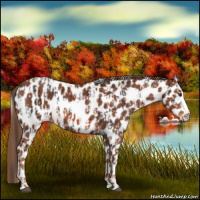 Horse Color:Liver Chestnut Sabino Splash Appaloosa and Chestnut Sabino Splash Appaloosa