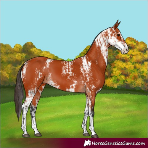 Horse Color:Bay Sabino  and Bay Sabino 
