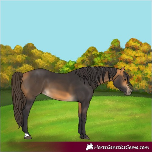 Horse Color:Buckskin 