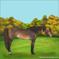 Horse Color:Buckskin 