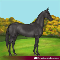 Horse Color:Smoky Black 
