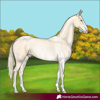 Horse Color:Palomino Roan Pearl Sabino 