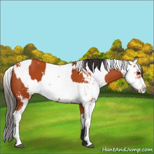 Horse Color:Bay Sabino  and Bay Sabino 