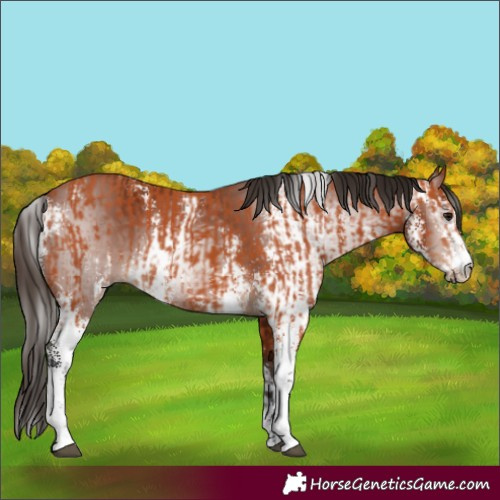 Horse Color:Bay Sabino and Gray Bay Sabino