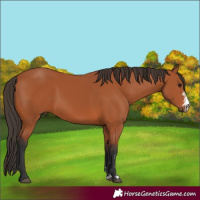 Horse Color:Bay Sabino 