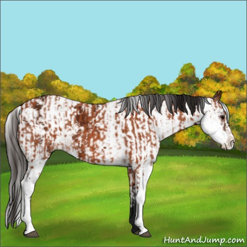 Horse Color:Bay Sabino and Gray Bay Sabino