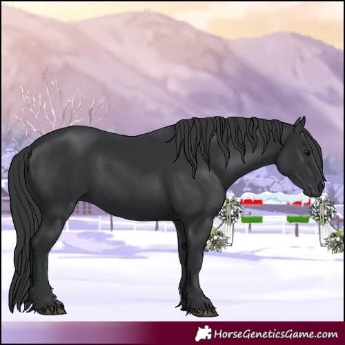 Horse Color:Black  and Black 