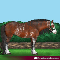 Horse Color:Bay Sabino  and Bay Sabino 