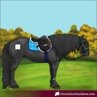 Horse Color:Black 