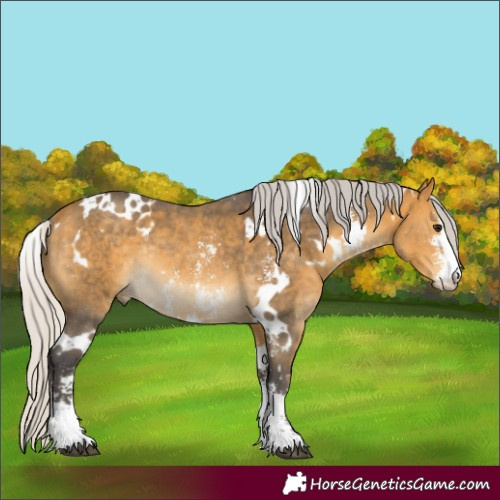 Horse Color:White Spotted Silver Buckskin Sabino Rabicano 