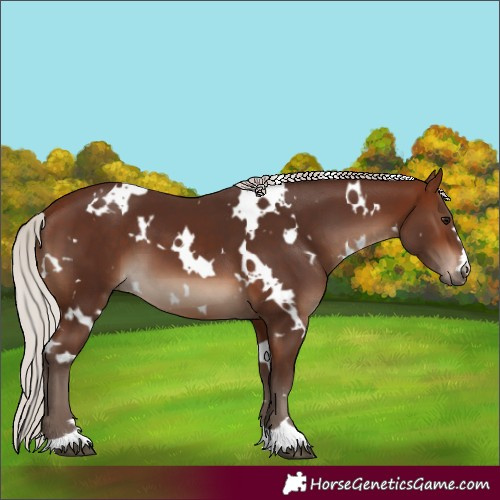 Horse Color:White Spotted Silver Brown