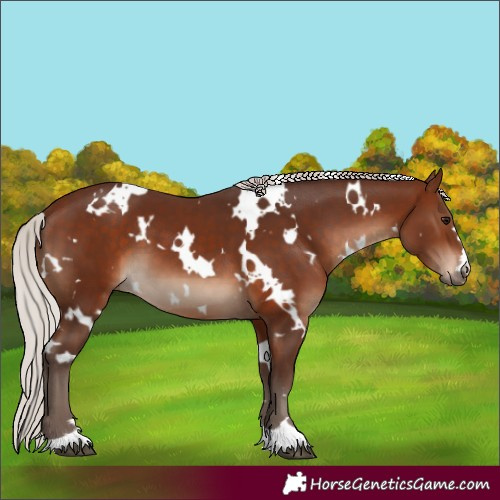 Horse Color:White Spotted Silver Brown