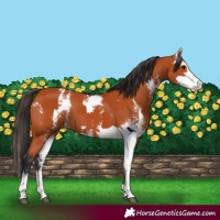 Horse Color:Bay Sabino  and Bay Sabino 