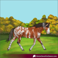 Horse Color:Bay Sabino  and Bay Sabino Appaloosa 
