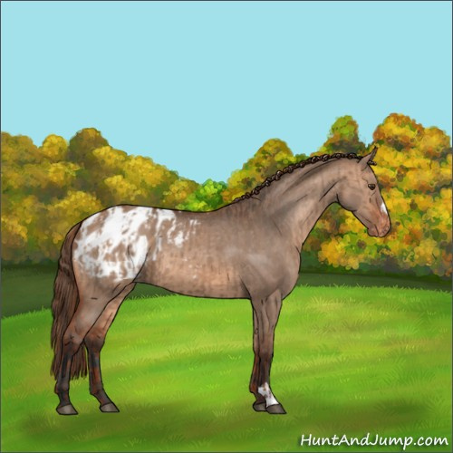 Horse Color:Red Dun Blanket  and Bay Dun Blanket 