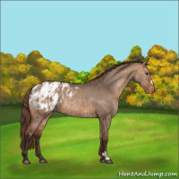 Horse Color:Red Dun Blanket  and Bay Dun Blanket 