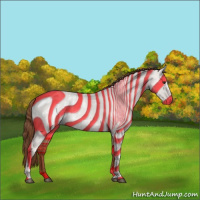 Horse Color:Red Dun Appaloosa  and Red Dun Appaloosa 