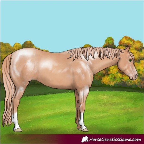 Horse Color:Gold Champagne 