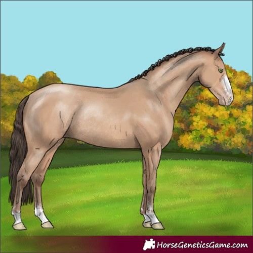 Horse Color:Amber Champagne Rabicano 