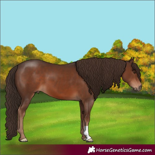 Horse Color:Liver Chestnut 